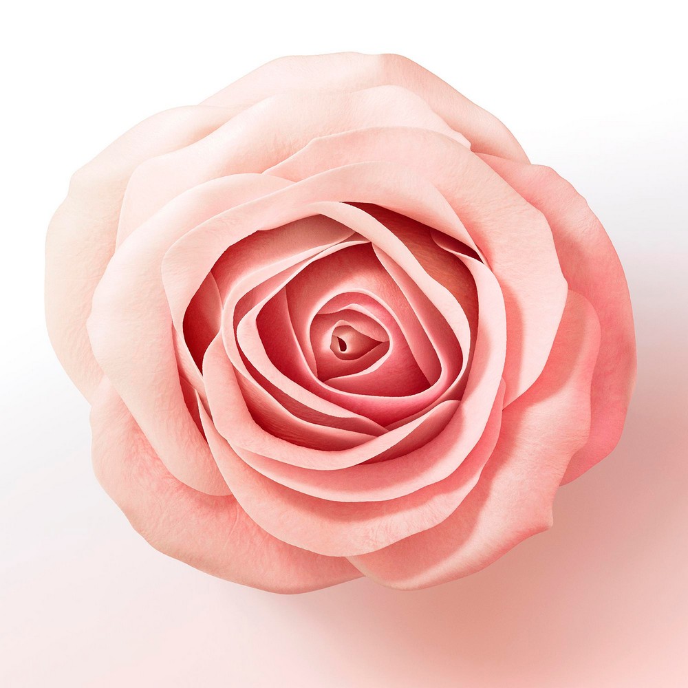 Шампунь для тонких волос Pantene Pro-V Rose Miracles объём от корней до кончиков 300мл. Фото 4.